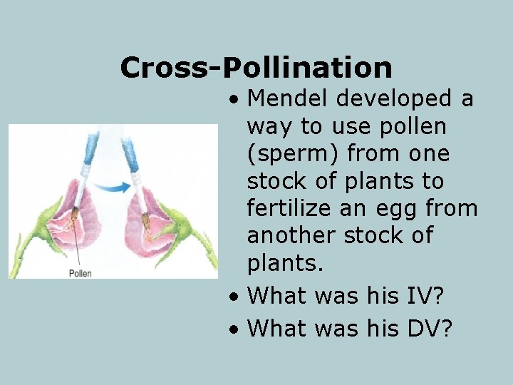 Cross-Pollination • Mendel developed a way to use pollen (sperm) from one stock of