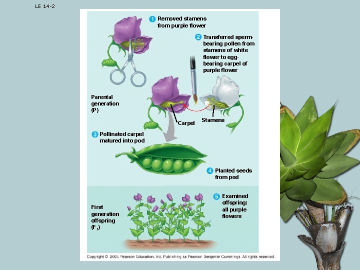 LE 14 -2 Removed stamens from purple flower Transferred spermbearing pollen from stamens of