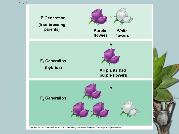 LE 14 -3 P Generation (true-breeding parents) Purple flowers White flowers F 1 Generation