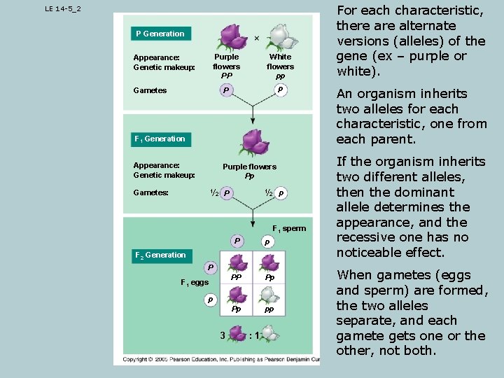 LE 14 -5_2 P Generation Appearance: Genetic makeup: Purple flowers PP White flowers pp