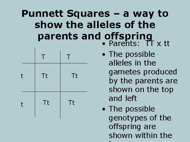 Punnett Squares – a way to show the alleles of the parents and offspring