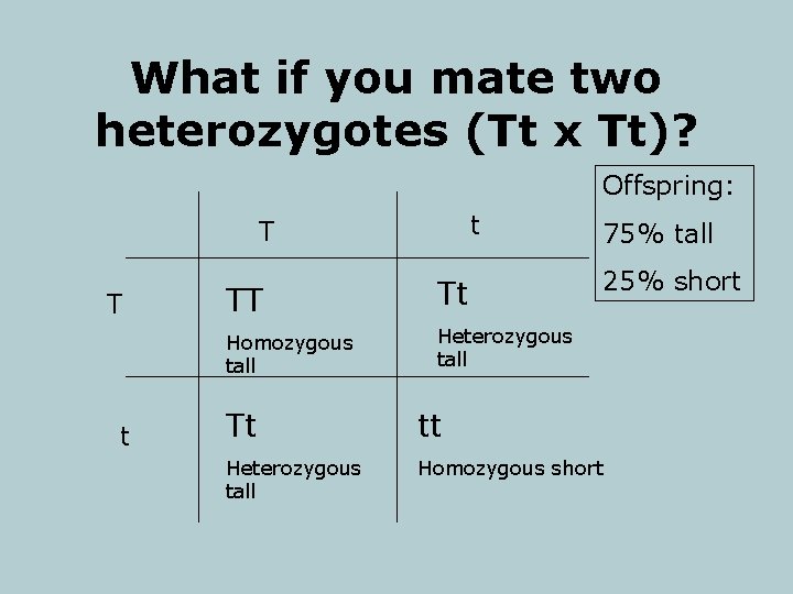 What if you mate two heterozygotes (Tt x Tt)? Offspring: t T T t