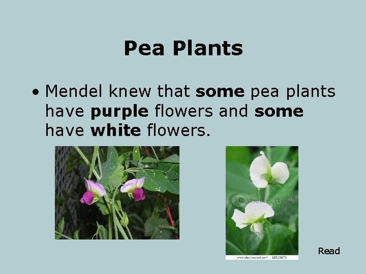 Pea Plants • Mendel knew that some pea plants have purple flowers and some