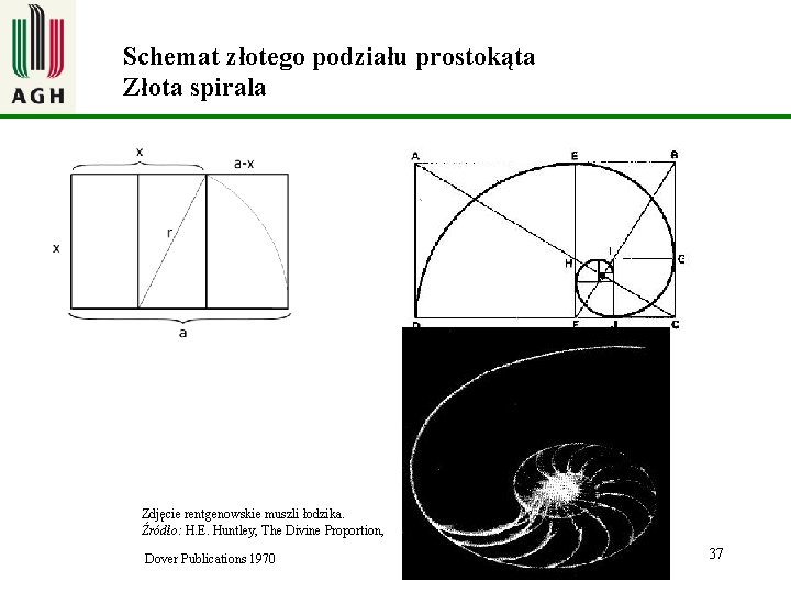 Schemat złotego podziału prostokąta Złota spirala Zdjęcie rentgenowskie muszli łodzika. Źródło: H. E. Huntley,