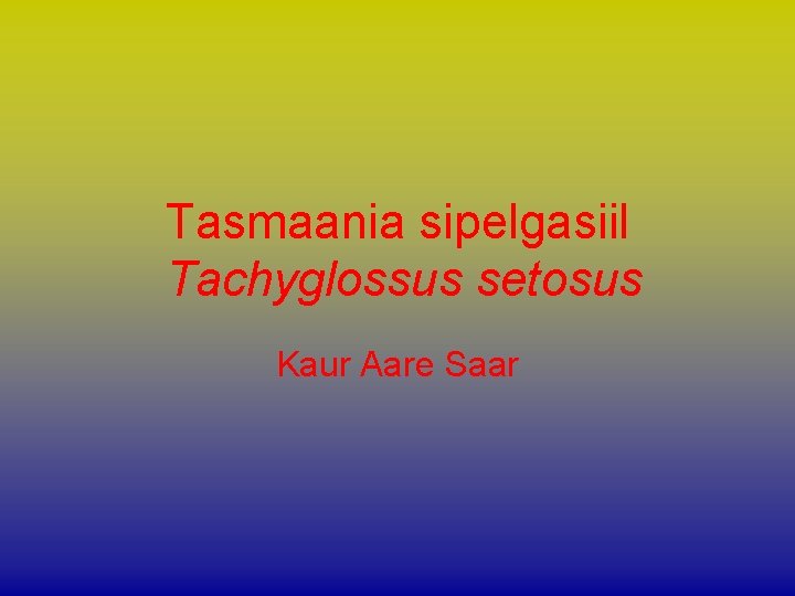 Tasmaania sipelgasiil Tachyglossus setosus Kaur Aare Saar 