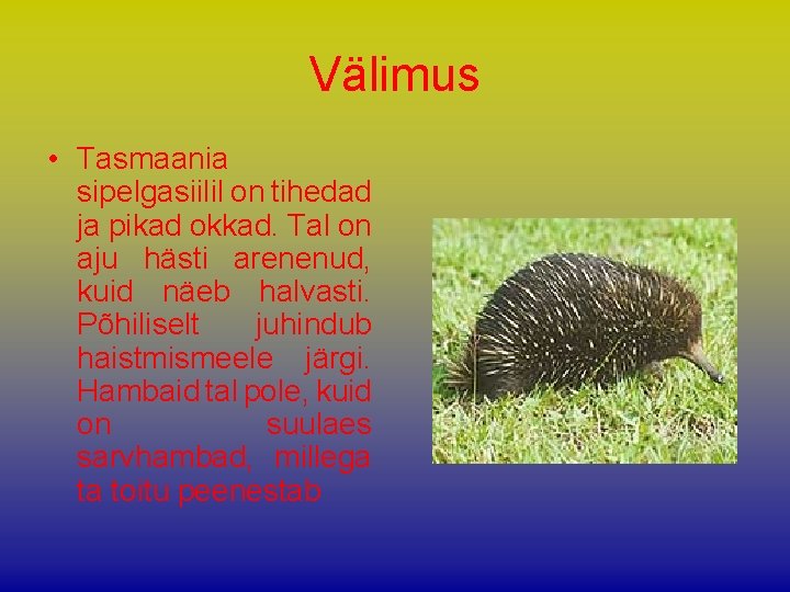 Välimus • Tasmaania sipelgasiilil on tihedad ja pikad okkad. Tal on aju hästi arenenud,