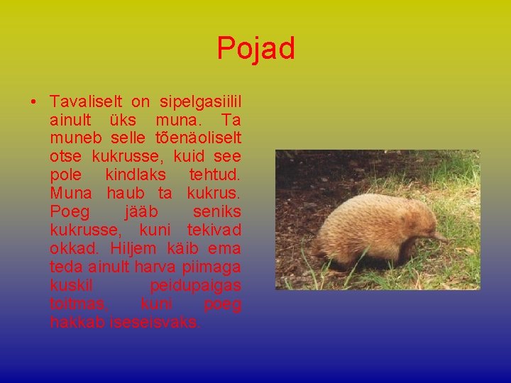 Pojad • Tavaliselt on sipelgasiilil ainult üks muna. Ta muneb selle tõenäoliselt otse kukrusse,