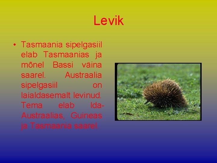 Levik • Tasmaania sipelgasiil elab Tasmaanias ja mõnel Bassi väina saarel. Austraalia sipelgasiil on