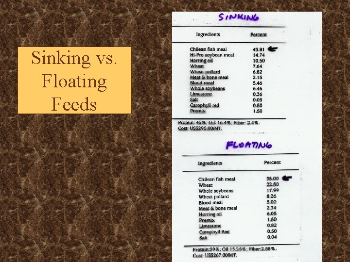 Sinking vs. Floating Feeds 