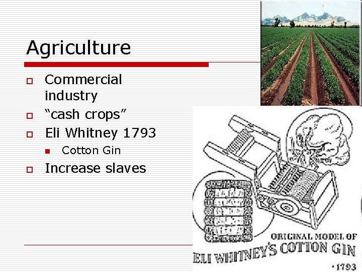 Agriculture o o o Commercial industry “cash crops” Eli Whitney 1793 n o Cotton