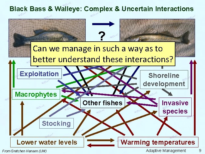 Black Bass & Walleye: Complex & Uncertain Interactions ? Can we manage in such