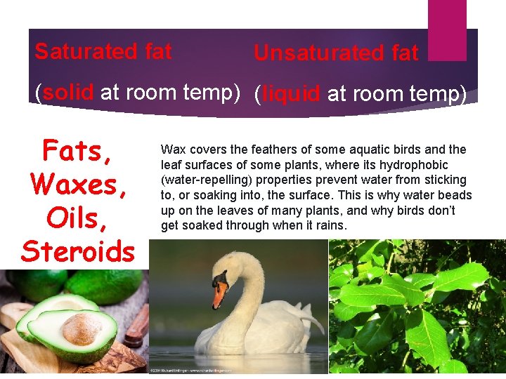 Saturated fat Unsaturated fat (solid at room temp) (liquid at room temp) Fats, Waxes,