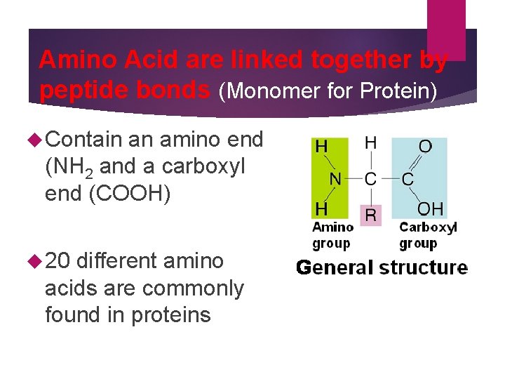 Amino Acid are linked together by peptide bonds (Monomer for Protein) Contain an amino