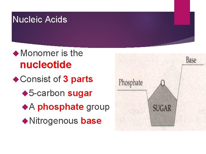 Nucleic Acids Monomer is the nucleotide Consist of 3 parts 5 -carbon A sugar