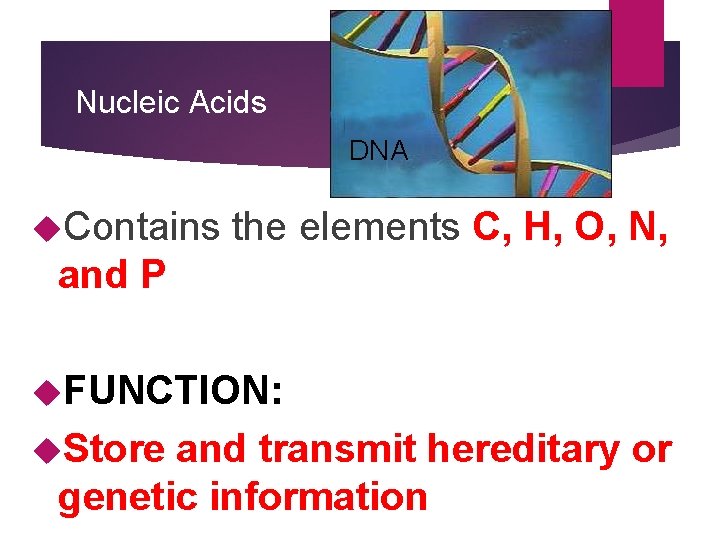 Nucleic Acids DNA Contains the elements C, H, O, N, and P FUNCTION: Store