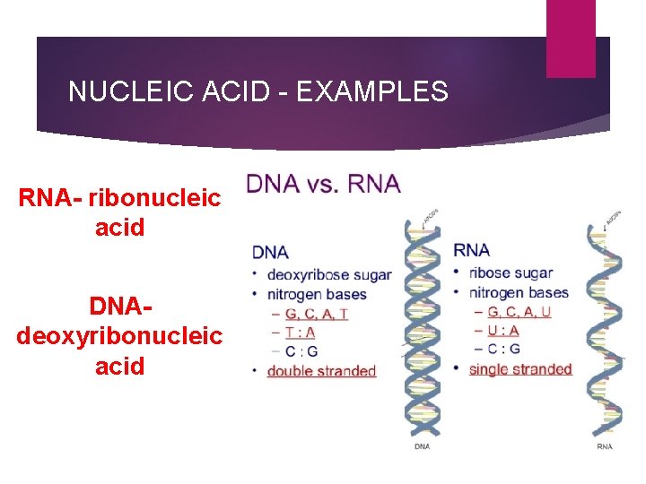 NUCLEIC ACID - EXAMPLES RNA- ribonucleic acid DNAdeoxyribonucleic acid 