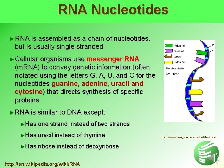 RNA Nucleotides ► RNA is assembled as a chain of nucleotides, but is usually