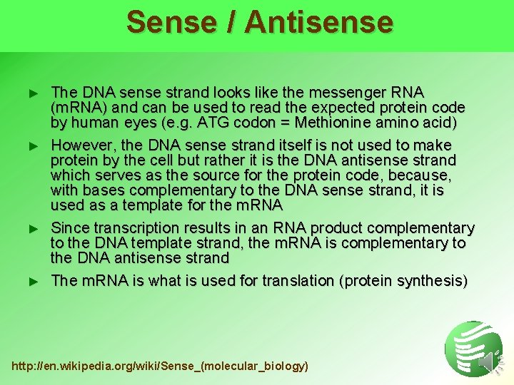 Sense / Antisense ► ► The DNA sense strand looks like the messenger RNA