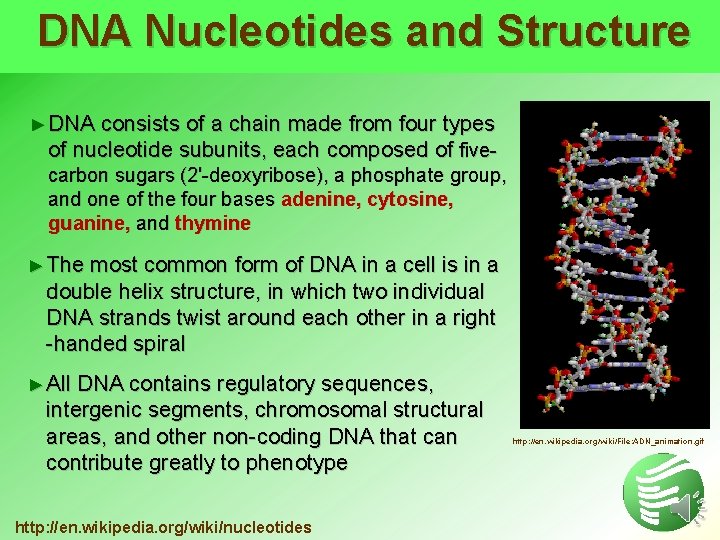 DNA Nucleotides and Structure ► DNA consists of a chain made from four types
