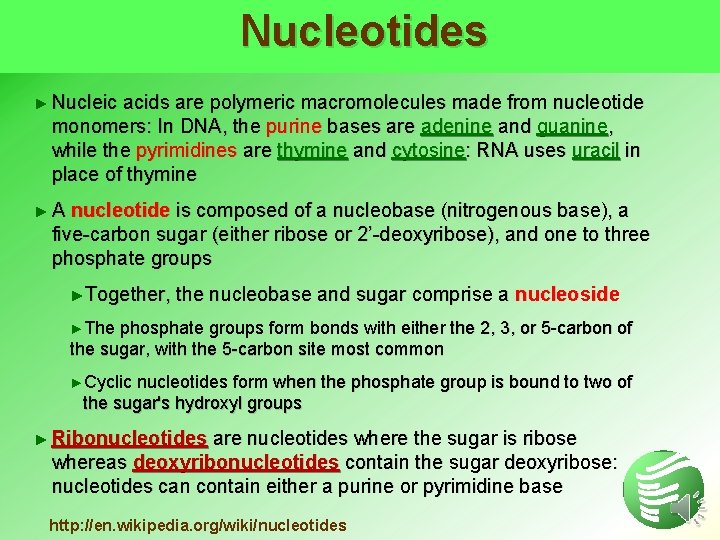 Nucleotides ► Nucleic acids are polymeric macromolecules made from nucleotide monomers: In DNA, the