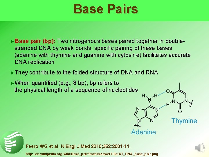 Base Pairs ►Base pair (bp): Two nitrogenous bases paired together in doublestranded DNA by