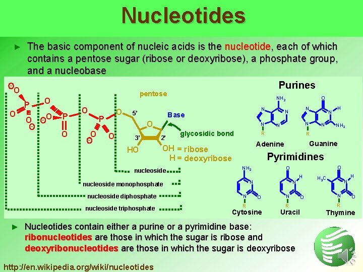 Nucleotides ► - O The basic component of nucleic acids is the nucleotide, each