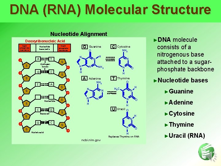 DNA (RNA) Molecular Structure Nucleotide Alignment ►DNA molecule consists of a nitrogenous base attached