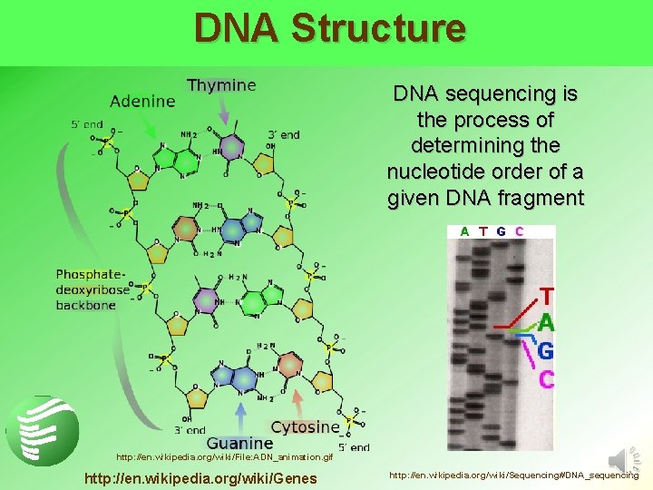 DNA Structure DNA sequencing is the process of determining the nucleotide order of a