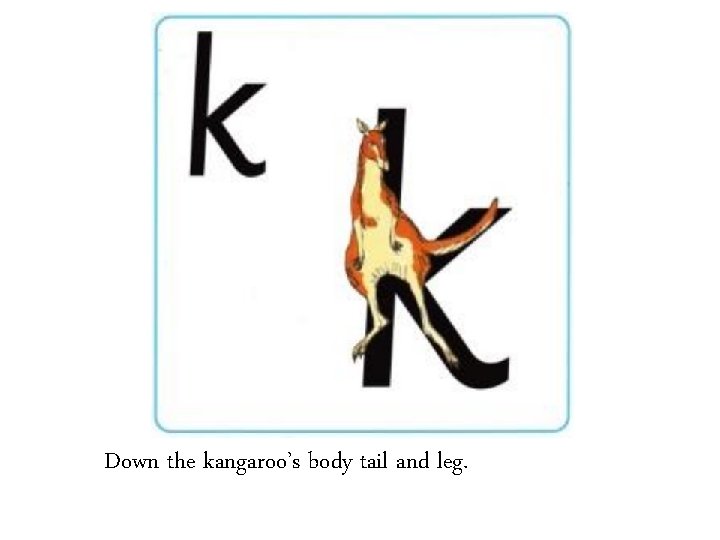 Down the kangaroo’s body tail and leg. 