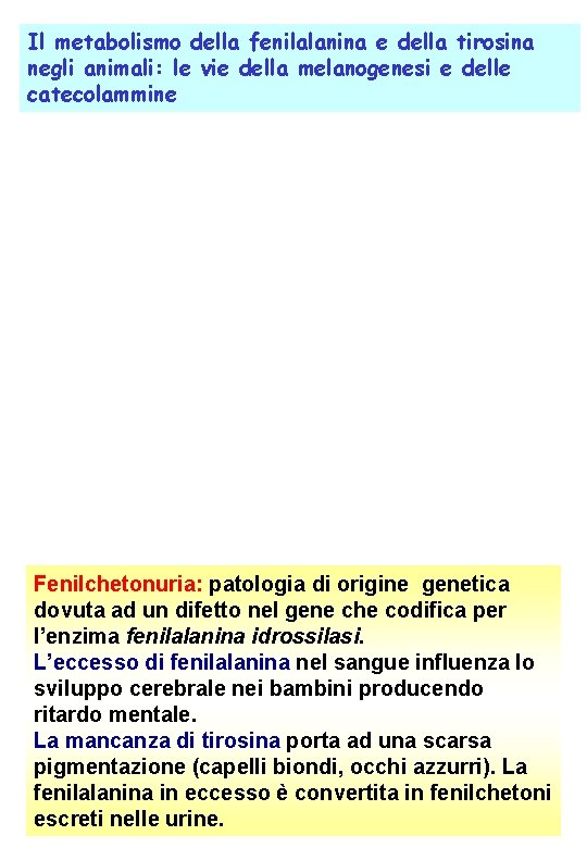 Il metabolismo della fenilalanina e della tirosina negli animali: le vie della melanogenesi e