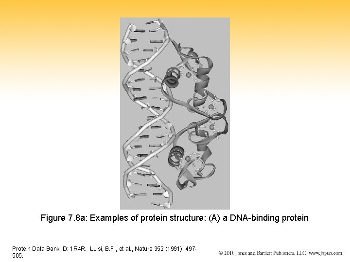 Figure 7. 8 a: Examples of protein structure: (A) a DNA-binding protein Protein Data