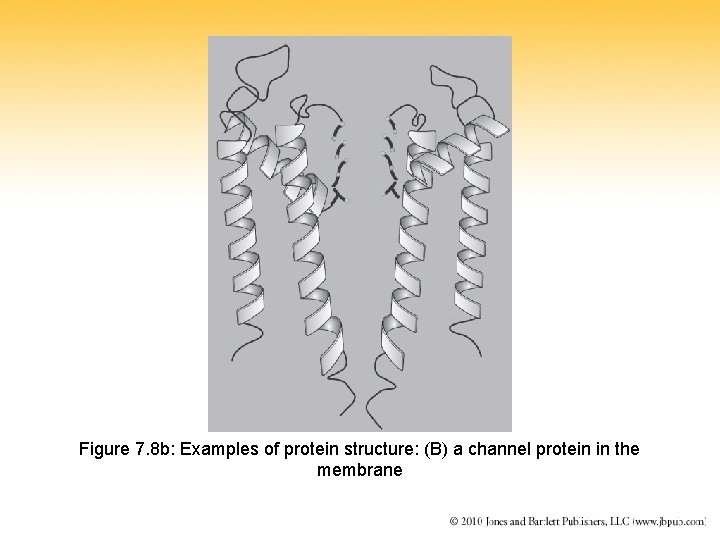 Figure 7. 8 b: Examples of protein structure: (B) a channel protein in the