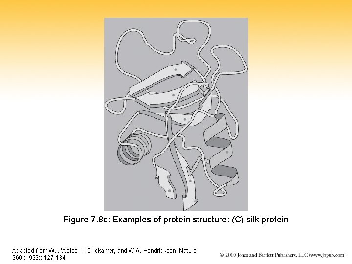 Figure 7. 8 c: Examples of protein structure: (C) silk protein Adapted from W.