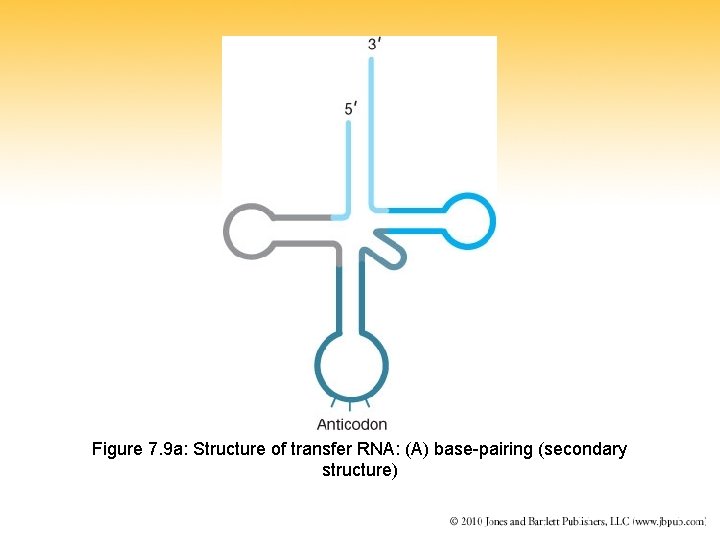 Figure 7. 9 a: Structure of transfer RNA: (A) base-pairing (secondary structure) 