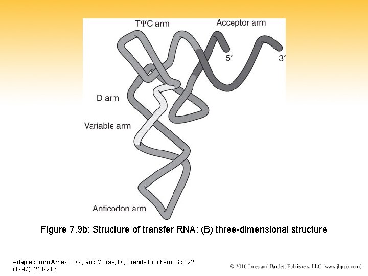 Figure 7. 9 b: Structure of transfer RNA: (B) three-dimensional structure Adapted from Arnez,