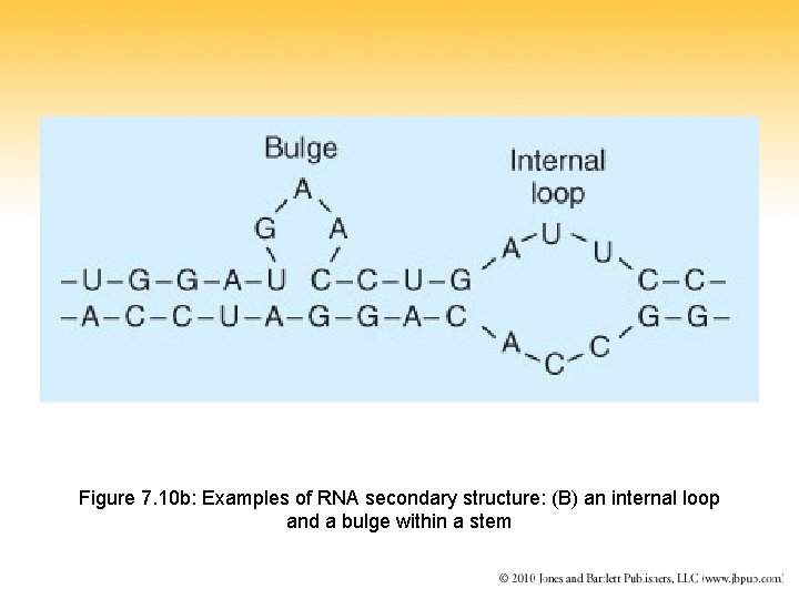 Figure 7. 10 b: Examples of RNA secondary structure: (B) an internal loop and