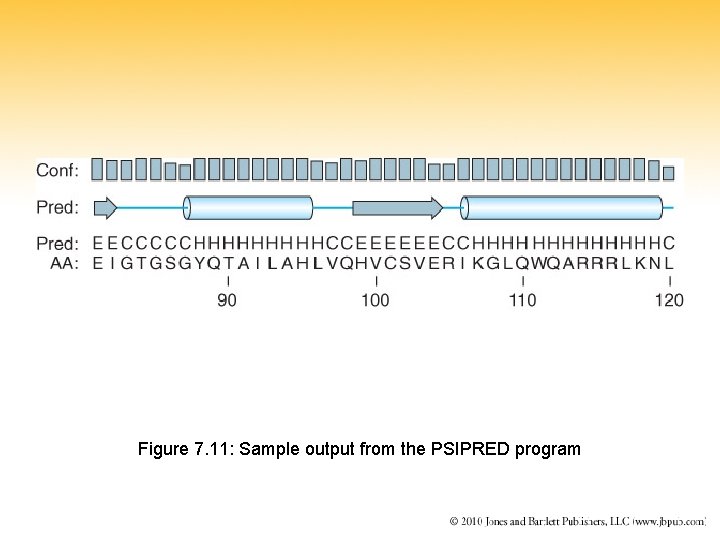 Figure 7. 11: Sample output from the PSIPRED program 