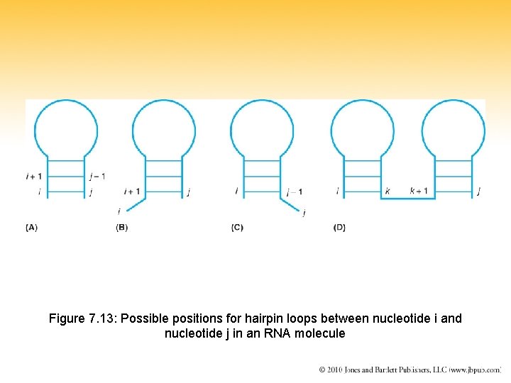 Figure 7. 13: Possible positions for hairpin loops between nucleotide i and nucleotide j