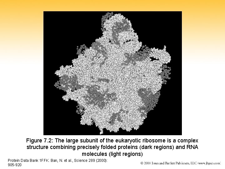 Figure 7. 2: The large subunit of the eukaryotic ribosome is a complex structure