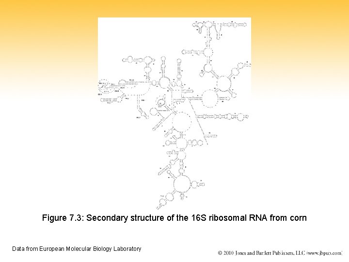 Figure 7. 3: Secondary structure of the 16 S ribosomal RNA from corn Data