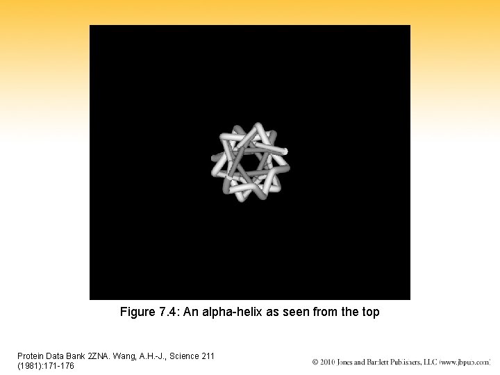 Figure 7. 4: An alpha-helix as seen from the top Protein Data Bank 2