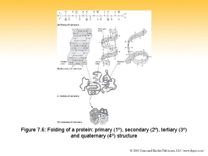 Figure 7. 6: Folding of a protein: primary (1º), secondary (2º), tertiary (3º) and