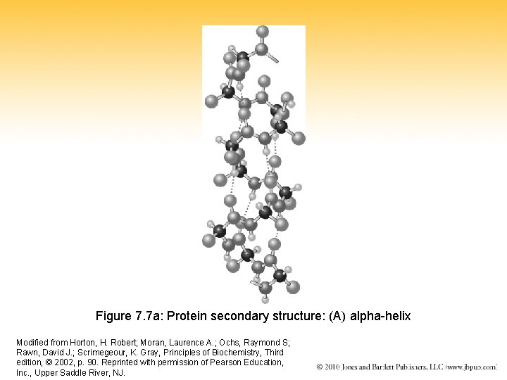 Figure 7. 7 a: Protein secondary structure: (A) alpha-helix Modified from Horton, H. Robert;