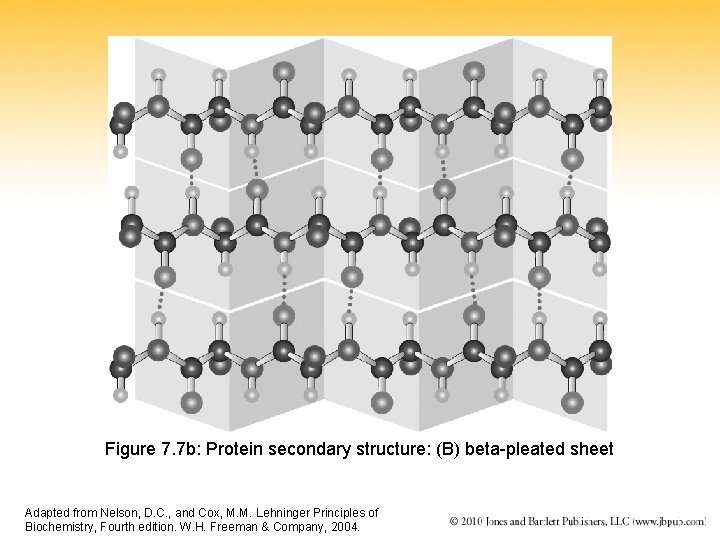 Figure 7. 7 b: Protein secondary structure: (B) beta-pleated sheet Adapted from Nelson, D.