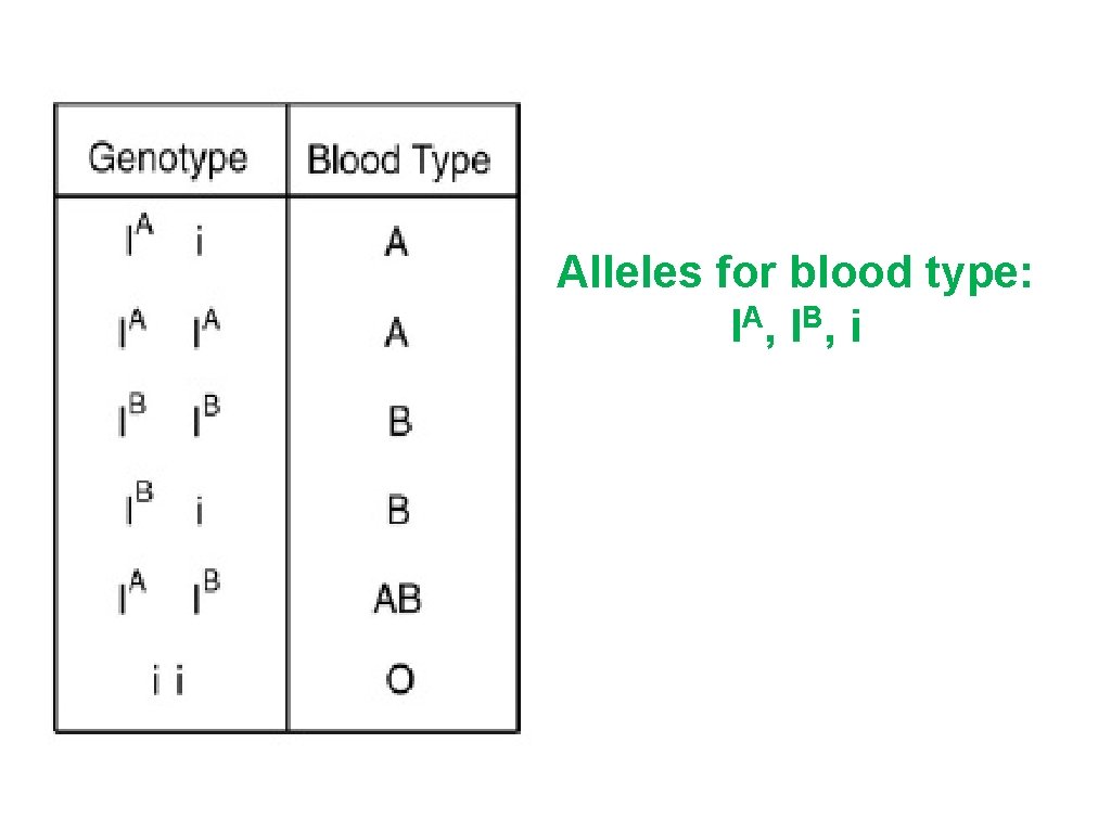 Alleles for blood type: I A, I B, i 