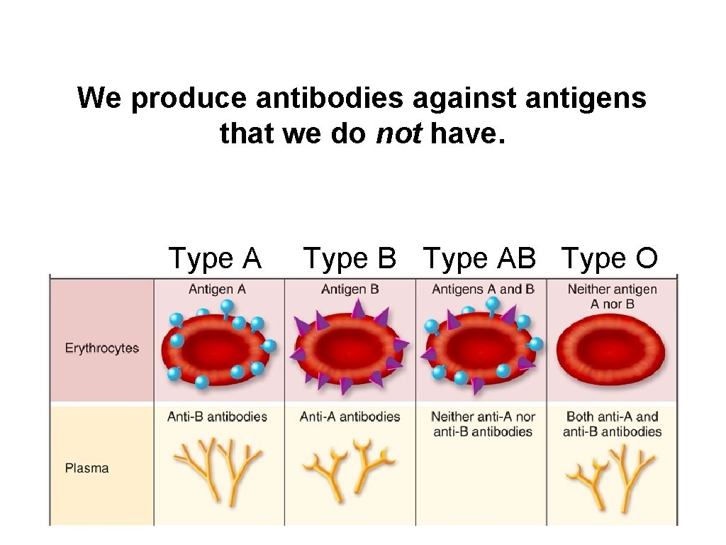 We produce antibodies against antigens that we do not have. Type A Type B