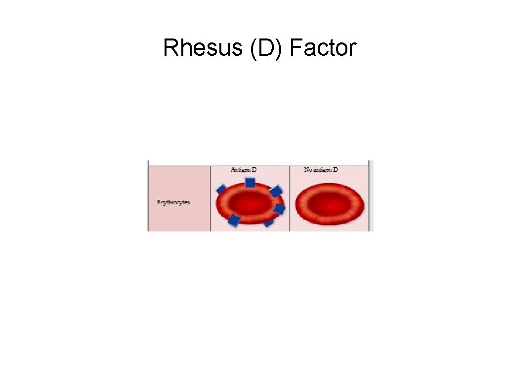Rhesus (D) Factor 