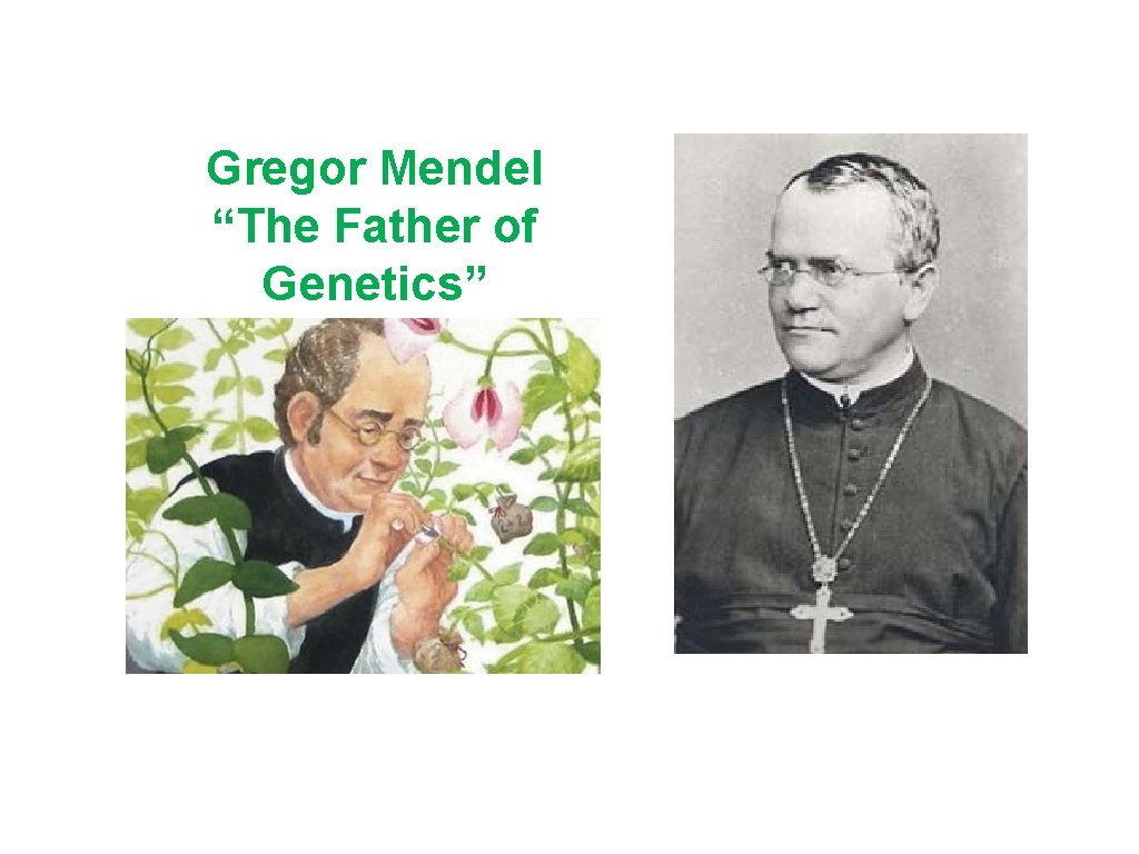 Gregor Mendel “The Father of Genetics” 