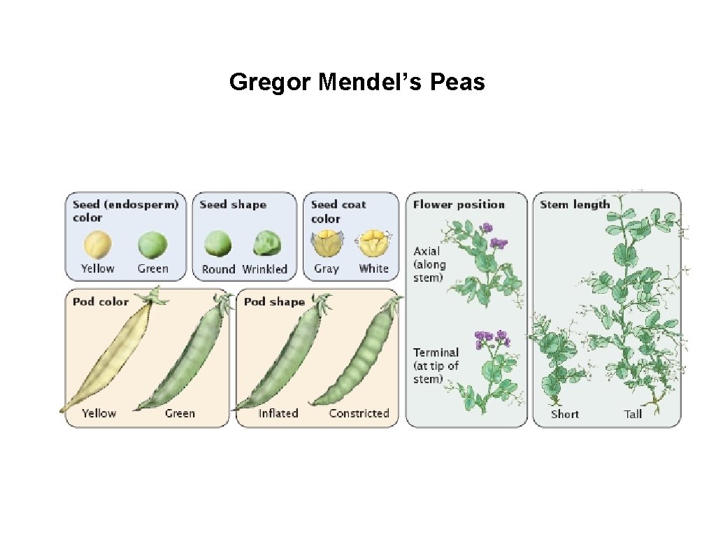 Gregor Mendel’s Peas Gregor Mendel studied pea plant phenotypes 