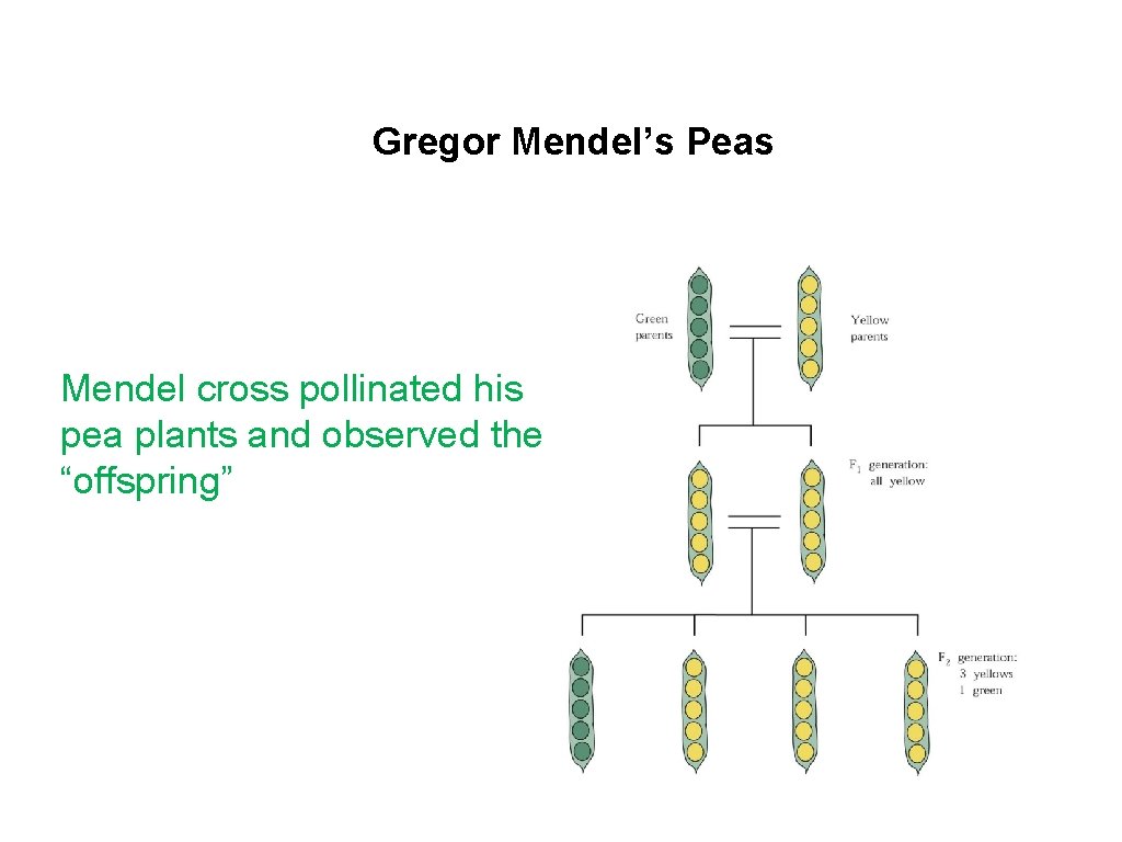 Gregor Mendel’s Peas Mendel cross pollinated his pea plants and observed the “offspring” 